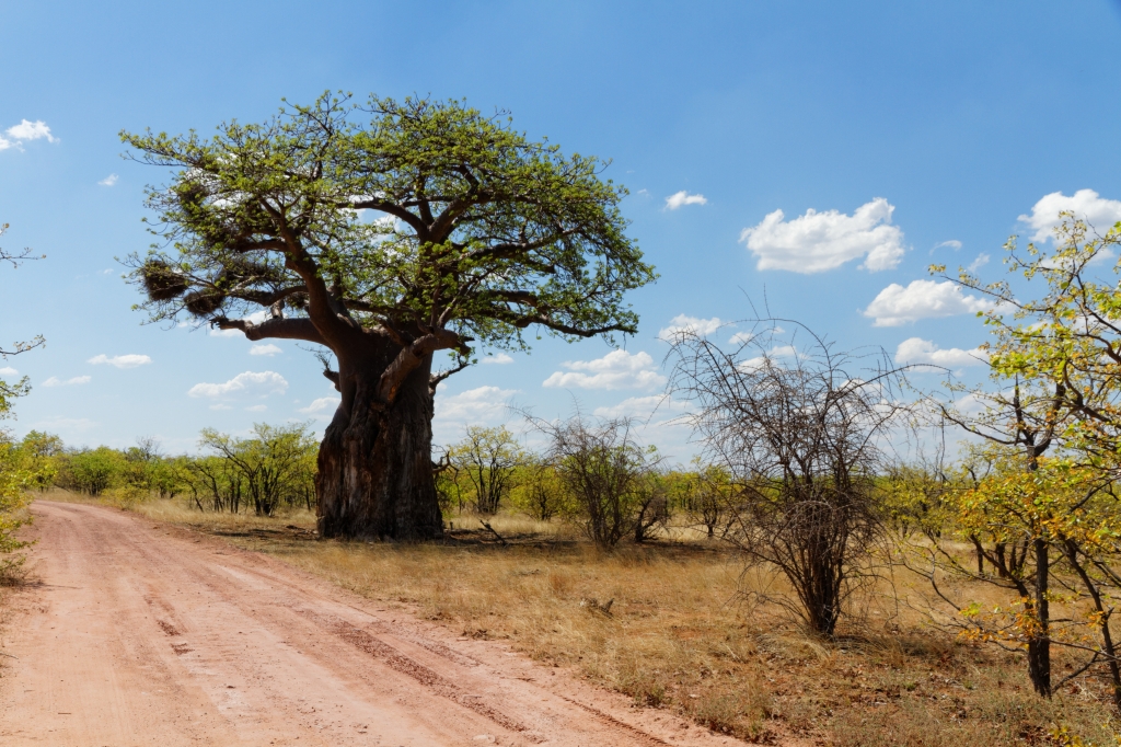 09 - Mapungubwe NP (2).jpg